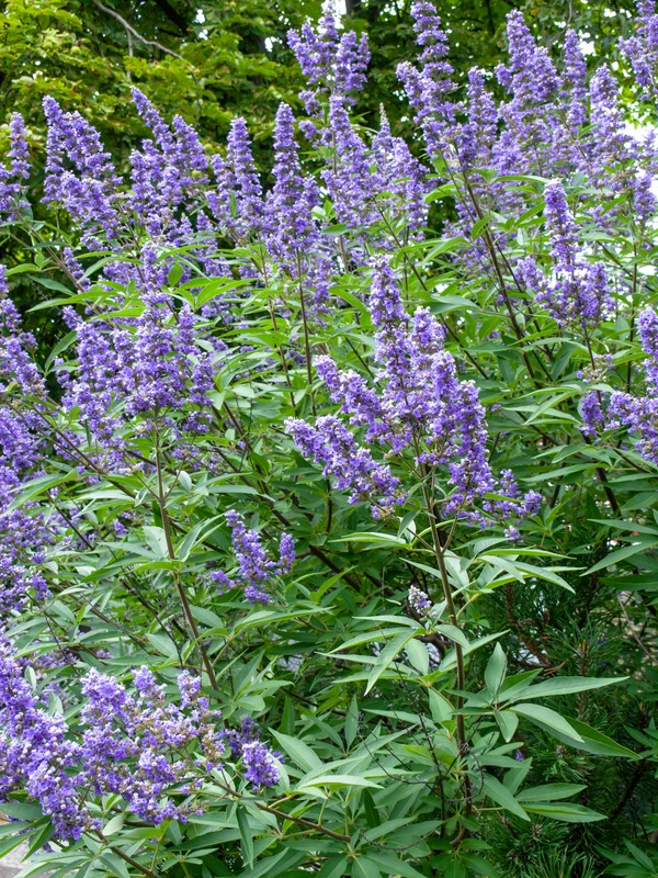 Mönchspfeffer Vitex Agnus Castus 4 Mönchspfeffer Vitex Agnus Castus – Bild 2
