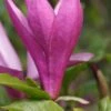Purpur-Magnolie `Susan´ Magnolia Liliiflora `Susan´ 2 Purpur-Magnolie `Susan´ Magnolia Liliiflora `Susan´ -Pflanzenladen Magnolia Susan