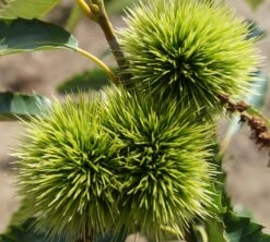 Esskastanie `Maraval´ Castanea Sativa `Maraval´ 7 Esskastanie `Maraval´ Castanea Sativa `Maraval´ -Pflanzenladen Maraval5b62cdb854980