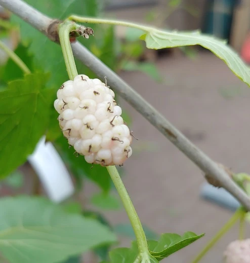 Weiße Maulbeere Morus Alba 3 Weiße Maulbeere Morus Alba