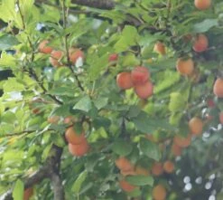 MilankaⓇ Bunte Kirschpflaume Prunus Cerasifera `Milanka´ 7 MilankaⓇ Bunte Kirschpflaume Prunus Cerasifera `Milanka´ -Pflanzenladen Milanka Frucht