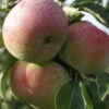 Mira ® Malus Domestica 1 Mira ® Malus Domestica -Pflanzenladen Mira 3