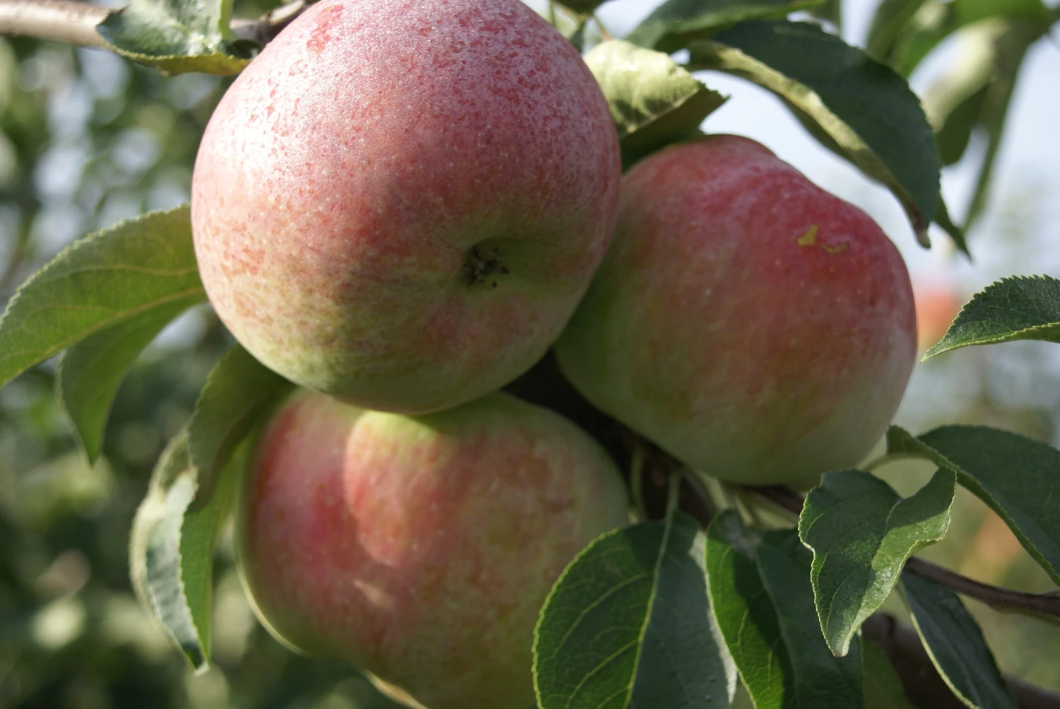 Mira ® Malus Domestica 3 Mira ® Malus Domestica