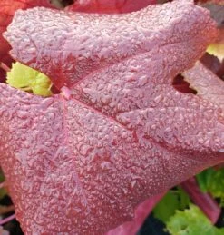 Blauer Muskateller Vitis `Blauer Muskateller´ 10 Blauer Muskateller Vitis `Blauer Muskateller´ -Pflanzenladen Muskateller herbstf rbung