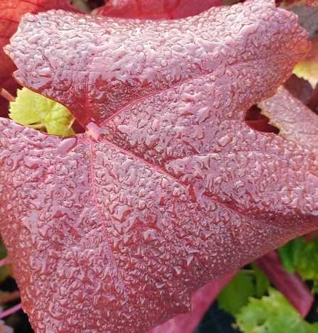 Blauer Muskateller Vitis `Blauer Muskateller´ 6 Blauer Muskateller Vitis `Blauer Muskateller´ – Bild 4