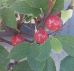 Nankingkirsche `Orient´ Prunus Tomentosa Orient -Pflanzenladen Nankingkirsche Frucht