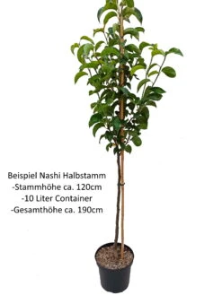 Nashi Kosui Pyrus Pyrifolia `Kosui´ 11 Nashi Kosui Pyrus Pyrifolia `Kosui´ -Pflanzenladen Nashi Halbstamm1rWfHuOKIhj0uV
