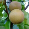 Nashi Hakko Pyrus Pyrifolia `Hakko´ 2 Nashi Hakko Pyrus Pyrifolia `Hakko´ -Pflanzenladen Nashi Hosui