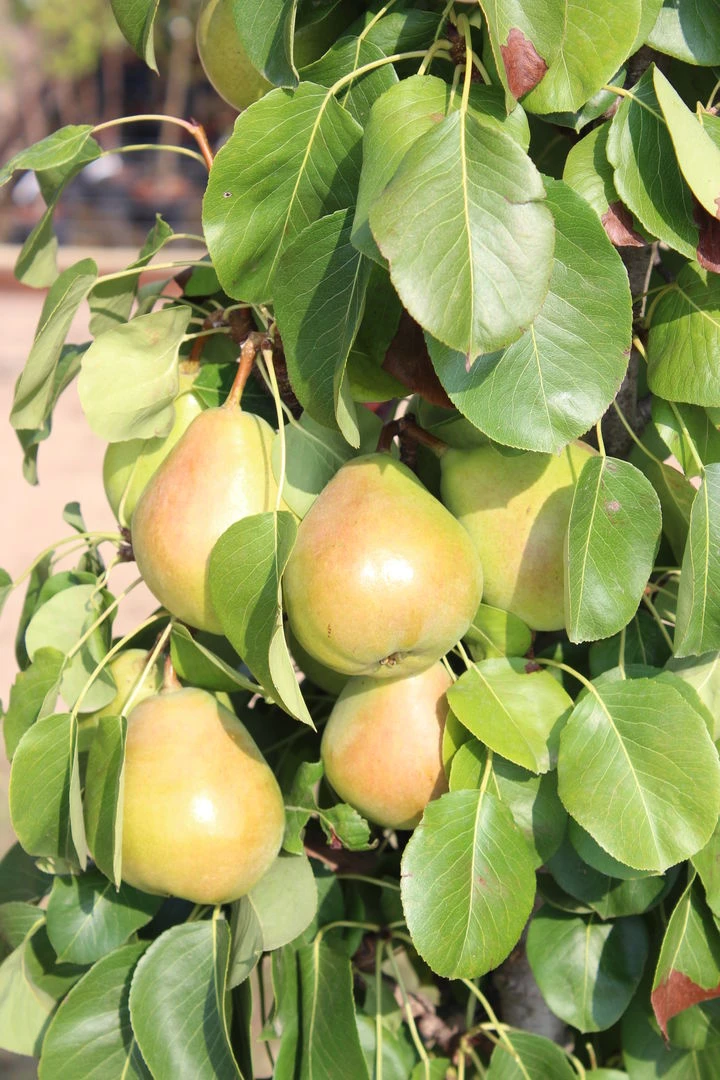 Säulenbirne `Obelisk®´ Pyrus Communis `Obelisk®´ 4 Säulenbirne `Obelisk®´ Pyrus Communis `Obelisk®´ – Bild 2