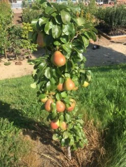 Säulenbirne `Obelisk®´ Pyrus Communis `Obelisk®´ 8 Säulenbirne `Obelisk®´ Pyrus Communis `Obelisk®´ -Pflanzenladen Obeslisk2