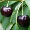 Oktavia Prunus Avium `Oktavia´ 2 Oktavia Prunus Avium `Oktavia´ -Pflanzenladen Oktavia574ff24be4c03