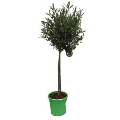 Olivenbaum - Stämmchen Olea Europaea -Pflanzenladen Olivenbaum 1