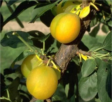 Ontariopflaume Prunus Domestica `Ontariopflaume´ 3 Ontariopflaume Prunus Domestica `Ontariopflaume´