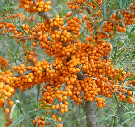 Sanddorn Orange Energy Hippophae Rhamnoides `Orange Energy´ 3 Sanddorn Orange Energy Hippophae Rhamnoides `Orange Energy´
