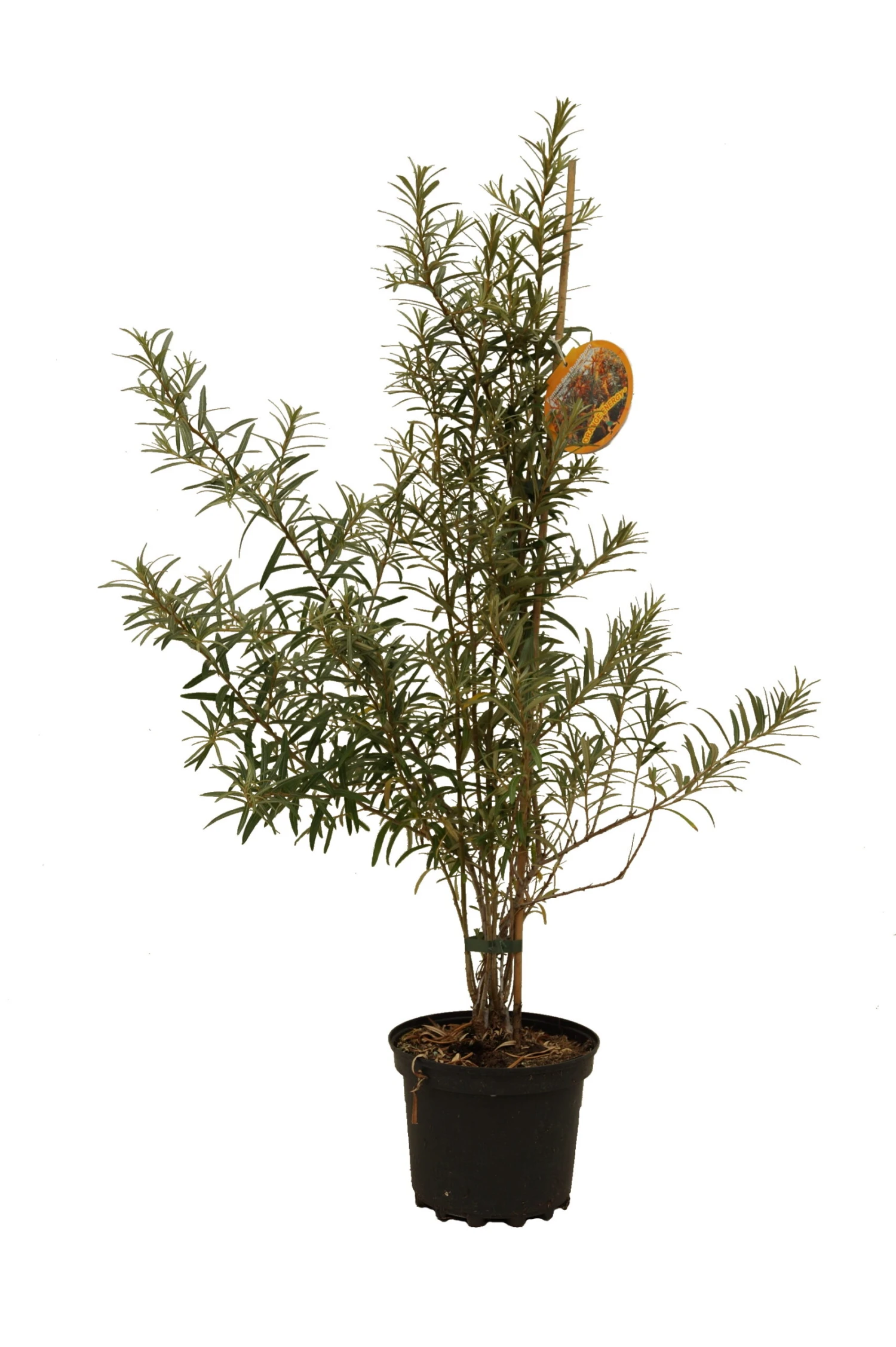 Sanddorn Orange Energy Hippophae Rhamnoides `Orange Energy´ 4 Sanddorn Orange Energy Hippophae Rhamnoides `Orange Energy´ – Bild 2