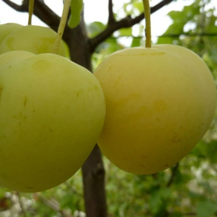 Oullins Reneklode Prunus Domestica Subsp. Italica `Oullins´ 4 Oullins Reneklode Prunus Domestica Subsp. Italica `Oullins´ – Bild 2