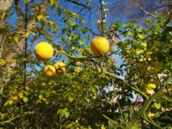 Dreiblättrige Orange Poncirus Trifoliata -Pflanzenladen PONCIRUS trifoliata