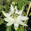 Passionsblume `Snow Queen´ Passiflora `Snow Queen´ 1 Passionsblume `Snow Queen´ Passiflora `Snow Queen´ -Pflanzenladen Passiflora Snow Queen