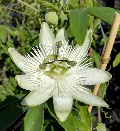 Passionsblume `Snow Queen´ Passiflora `Snow Queen´ 3 Passionsblume `Snow Queen´ Passiflora `Snow Queen´
