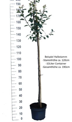 Hanita ® Prunus Domestica `Hanita -Pflanzenladen Pflaume Beispiel HalbstammdwV8qbkyQhIac