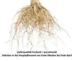 Hauszwetsche Prunus Domestica `Hauszwetsche´ -Pflanzenladen Pflaume Beispiel wurzelnackt7BgPCvODWLjrD