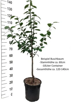 Mirabelle `Bellamira´ ® Prunus Domestica Subsp. Syriaca `Bellamira´ -Pflanzenladen Pflaume Buschbaum Beispiel Neu Weiss8QMItORQFaeWz