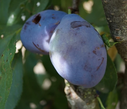 Pflausich Prunus Domestica `Pflausich´ 3 Pflausich Prunus Domestica `Pflausich´