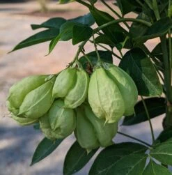 Rispen-Pimpernuss Staphylea Pinnata 10 Rispen-Pimpernuss Staphylea Pinnata -Pflanzenladen Pimpernuss Frucht1