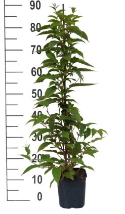 Pflanzenladen -Pflanzenladen Pink Jumbo weiss