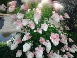 Rispenhortensie `Vanille-Fraise´ Hydrangea Paniculata `Vanille Fraise´ 13 Rispenhortensie `Vanille-Fraise´ Hydrangea Paniculata `Vanille Fraise´ -Pflanzenladen Pinky Winkie Hortensie5936a36f54caf