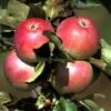Säulenapfel `Pompink Ⓢ´ Malus Domestica `Pompink Ⓢ´ -Pflanzenladen Pompink