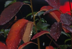 Prince William-Großfruchtige Felsenbirne Amelanchier `Prince William´ 11 Prince William-Großfruchtige Felsenbirne Amelanchier `Prince William´ -Pflanzenladen Prince William Kordes Jungpflanzen1