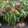 Zwergpfirsich `Bonanza´ Prunus Persica