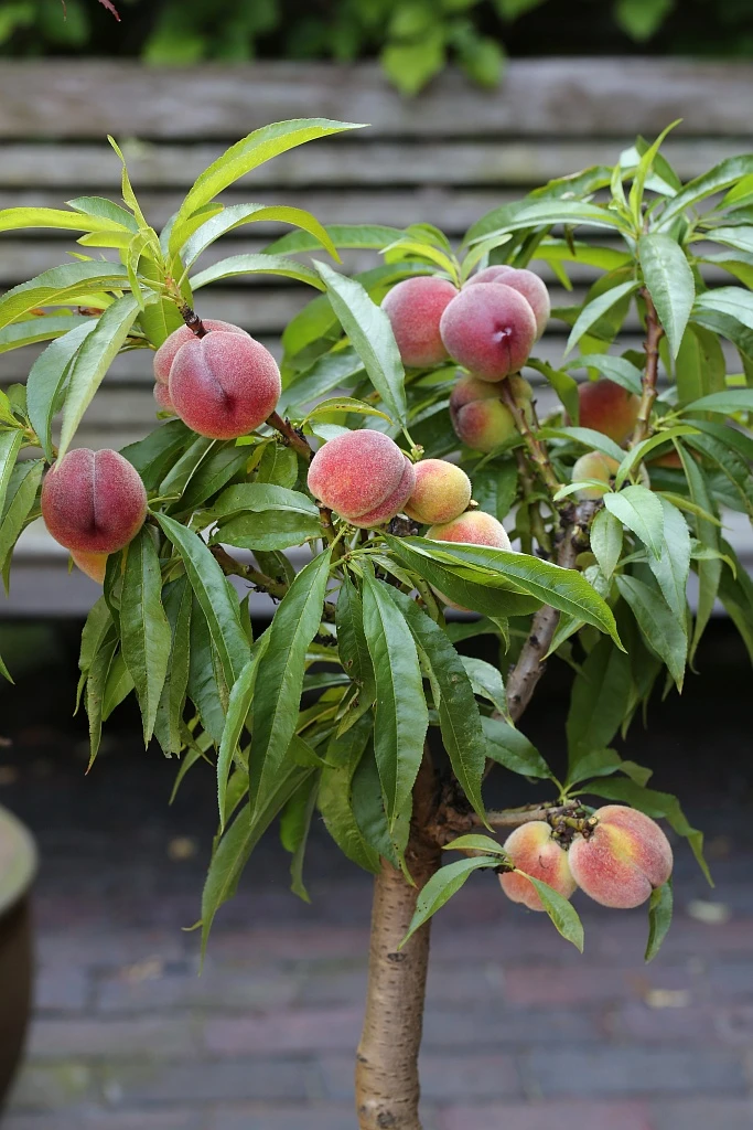 Zwergpfirsich `Bonanza´ Prunus Persica 3 Zwergpfirsich `Bonanza´ Prunus Persica