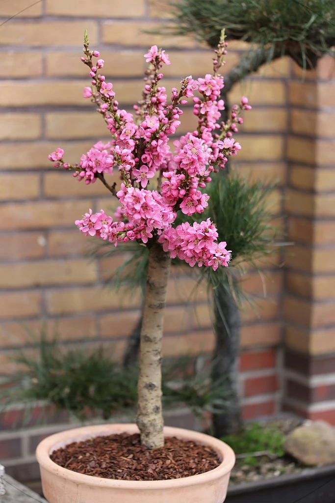 Zwergnektarine `Nectarella´ Prunus Nucipersica 3 Zwergnektarine `Nectarella´ Prunus Nucipersica