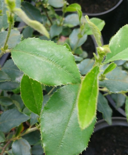 Chinesische Quitte / Holzquitte Pseudocydonia Sinensis 6 Chinesische Quitte / Holzquitte Pseudocydonia Sinensis – Bild 4