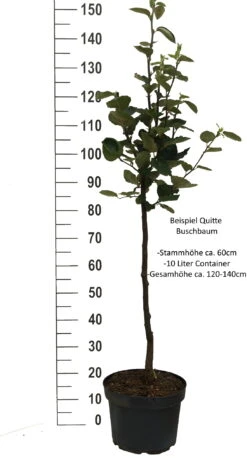 Cydora Robusta Cydonia Oblonga `Cydora Robusta´ -Pflanzenladen Quitte Beispiel buschbaum weissjkFpXeMpz2mA0