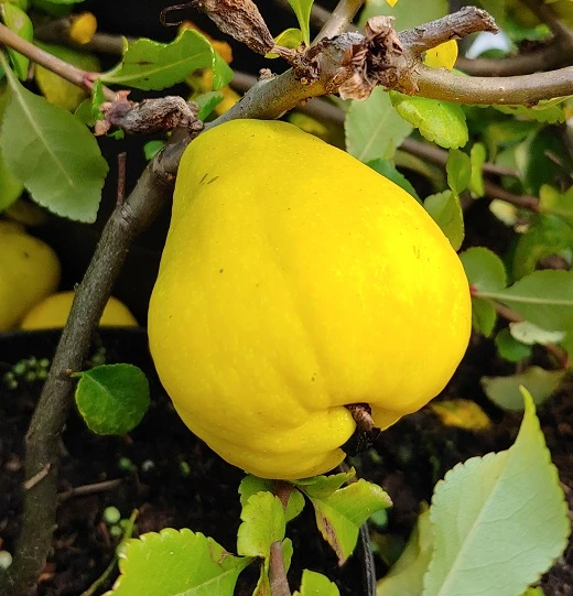 Chinesische Quitte / Holzquitte Pseudocydonia Sinensis 5 Chinesische Quitte / Holzquitte Pseudocydonia Sinensis – Bild 3