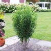 Säulen-Felsenbirne `Rainbow Pillar´® Amelanchier Canadensis `Rainbow Pillar´ 2 Säulen-Felsenbirne `Rainbow Pillar´® Amelanchier Canadensis `Rainbow Pillar´ -Pflanzenladen Rainbow Pillar Kordes Jungpflanzen