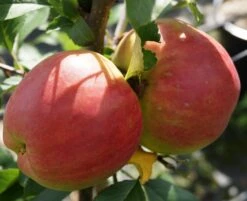 Rebella ® Malus Domestica 12 Rebella ® Malus Domestica -Pflanzenladen RebellaJzAGDJsc1LAKH