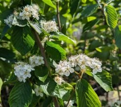 Erlenblättrige Eberesche `Red Bird´ Sorbus Alnifolia `Red Bird´ -Pflanzenladen Red Bird 1