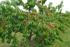 Pfirsich Red Haven Prunus Persica `Red Haven´ 12 Pfirsich Red Haven Prunus Persica `Red Haven´ -Pflanzenladen Red HAven Baum