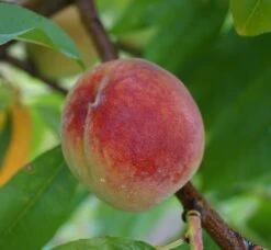 Pfirsich Red Haven Prunus Persica `Red Haven´ 13 Pfirsich Red Haven Prunus Persica `Red Haven´ -Pflanzenladen Red Haven