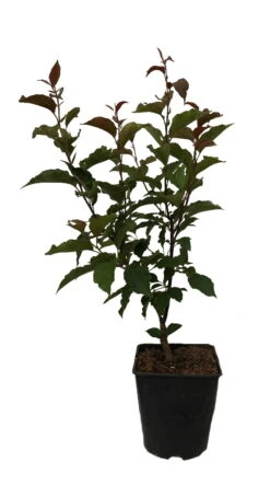 Säulenzierapfel "Red Obelisk" Malus `Red Obelisk´ 15 Säulenzierapfel "Red Obelisk" Malus `Red Obelisk´ -Pflanzenladen Red Obelisk12