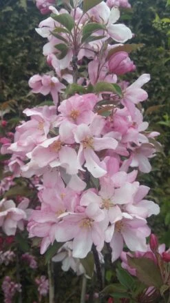 Säulenzierapfel "Red Obelisk" Malus `Red Obelisk´ 14 Säulenzierapfel "Red Obelisk" Malus `Red Obelisk´ -Pflanzenladen Red Obelisk5728ab6c725bc