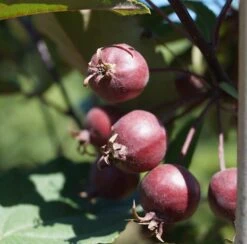 Säulenzierapfel "Red Obelisk" Malus `Red Obelisk´ 11 Säulenzierapfel "Red Obelisk" Malus `Red Obelisk´ -Pflanzenladen Red Obelisk5b3b7e7a79821