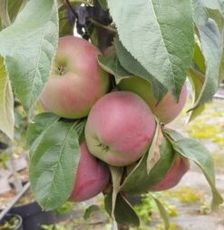 Säulenapfel `Red River´ Malus Domestica `Red River´ -Pflanzenladen Red River