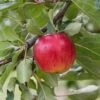 Reglindis ® Malus Domestica `Reglindis´ 2 Reglindis ® Malus Domestica `Reglindis´ -Pflanzenladen ReglindisQAqIaLlre5f6L