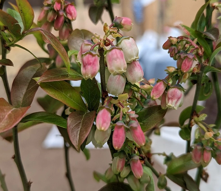 Heidelbeere - Reka Vaccinum Corymbosum `Reka´ 6 Heidelbeere - Reka Vaccinum Corymbosum `Reka´ – Bild 4