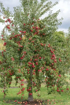 Rewena ® Malus Domestica -Pflanzenladen Rewena